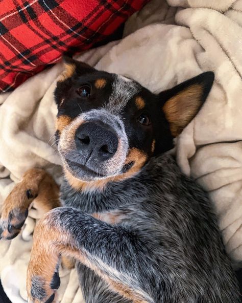 Mini Blue Heeler, Red Heeler Dog, Blue Heeler Puppy, Aussie Cattle Dog, Australian Kelpie Dog, Heeler Puppy, Austrailian Cattle Dog, Blue Heeler Puppies, Heeler Dogs