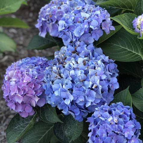 Hydrangea Care - Planting, Growing & Cultural Information Big Leaf Plants, Pruning Hydrangeas, Big Leaf Hydrangea, Bigleaf Hydrangea, Garden Mum, Hydrangea Care, Hydrangea Macrophylla, Pink Garden, Big Leaves