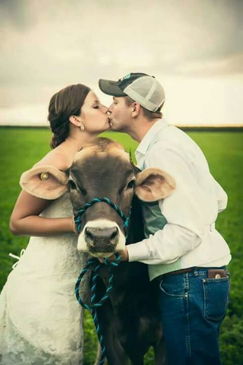 Love this Cow Engagement Pictures, Vegas Bomb, Cow Wedding, Weddings Country, Cow Photos, Rustic Farm Wedding, Engagement Photos Country, Funny Horses, Engagement Pics