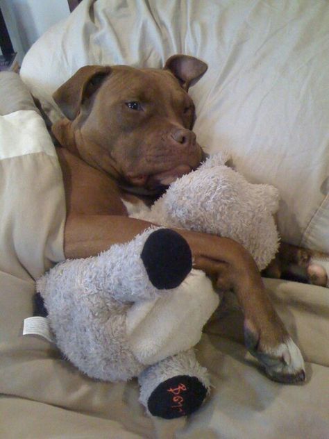 Nite nite! Beautiful Pitbulls, Night Dog, Animal Funnies, Dog Shaming, Pit Bull Love, Pitbull Puppies, Bully Breeds, Tough Guy, Pit Bulls