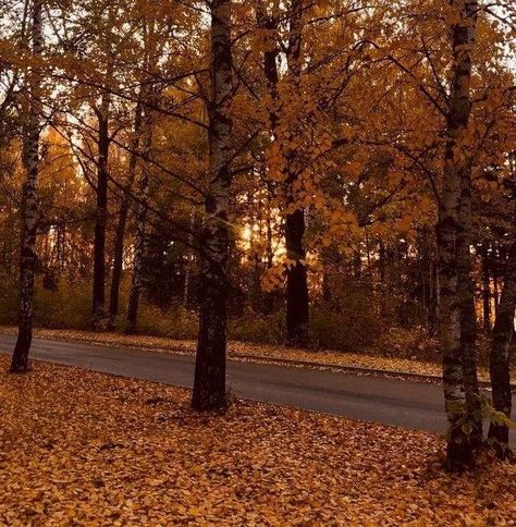 Halloween Fall Aesthetic, Autumn Pfp, My Season, Everything All At Once, Thanksgiving Break, Autumn Magic, Fall Photo, Dead Poets Society, Autumn Scenes