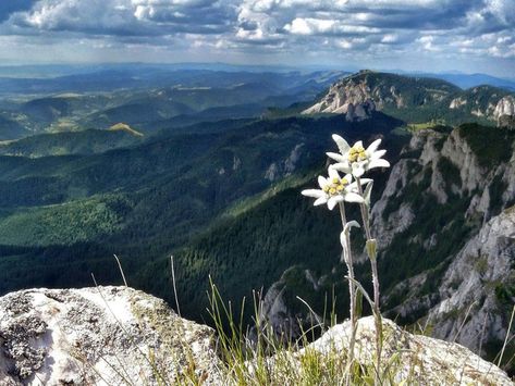 "Edelweiss": Fascinating Mountain Flower — Steemit Alpine Flowers, Edelweiss Flower, Rare Flowers, Seville, White Flower, Nature Beauty, Beautiful World, Wonders Of The World, Mother Nature