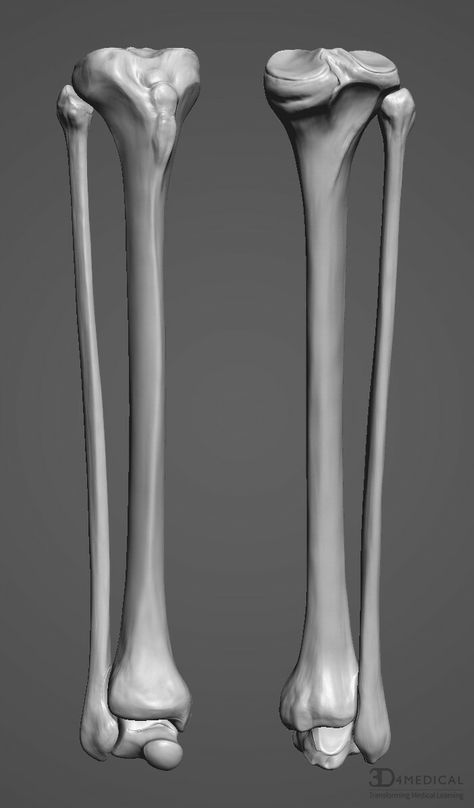 ArtStation - Complete Anatomy , Gusztav Velicsek Bone Cake, Leg Reference, Leg Anatomy, Arm Bones, Alice Anime, Art Anatomy, Pelvic Bone, Anatomy Bones, Skull Reference