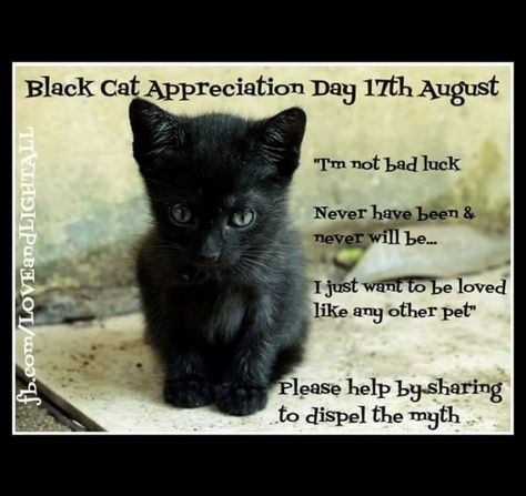 Black Cat Day, Black Cat Appreciation Day, A Black Cat, Black Kitten, Cat Facts, Bad Luck, Cat Quotes, Black Cats, Cat Theme