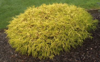 Gold Mop Cypress, False Cypress, Pink Dogwood Tree, Nikko Blue Hydrangea, Full Sun Landscaping, Fast Growing Vines, Shrubs For Landscaping, Full Sun Shrubs, Front Landscape