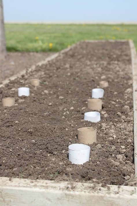 Planting Flowers From Seeds, Seed Starters, Herbs Garden, Toilet Paper Rolls, Paper Rolls, Toilet Paper Roll, Toilet Roll, Garden Structures, Paper Roll