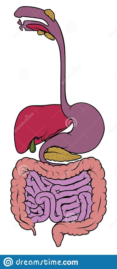 Digestive System Diagram, Diagram Illustration, Gastrointestinal Tract, Gastrointestinal System, Digestive Tract, Human Anatomy, Digestive System, Pictures To Draw, Anatomy