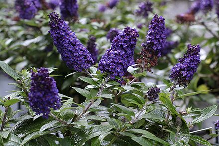 Buddleia 'Pugster Blue' - Butterfly Bush Pugster Blue Butterfly Bush, Butterfly Bush, Front Landscaping, Flowering Shrubs, New Growth, Purple Butterfly, Butterfly Garden, Blue Butterfly, Backyard Landscaping Designs