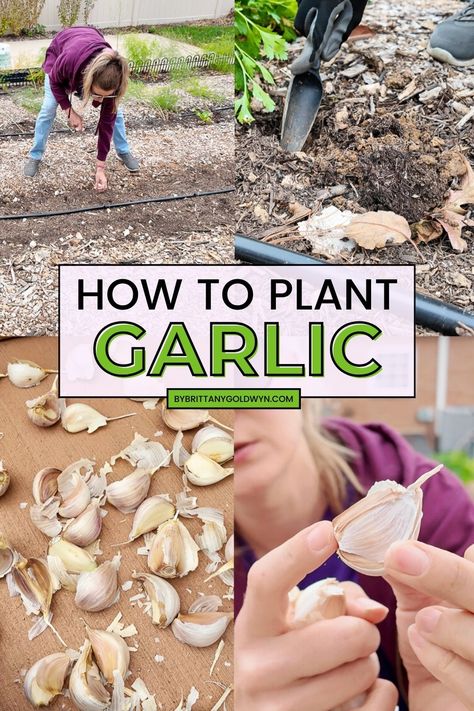 Learn how to plant garlic cloves, including how to space them, what type of garlic I use, when to plant them, and more! How To Plant Garlic Cloves, Garlic Blooms, When To Plant Garlic, How To Plant Garlic, Plant Garlic, How To Store Garlic, Planting Garlic, Garlic Seeds, When To Plant