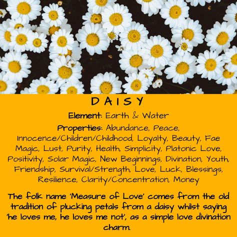 Flowers Witchcraft Meaning, Daisy Spiritual Meaning, Daisy Symbolism Meaning, Flowers Magical Properties, Daisy Witchcraft, Meaning Of Daisy Flowers, Orchid Magical Properties, Daisy Magical Properties, Daisy Meaning Flowers