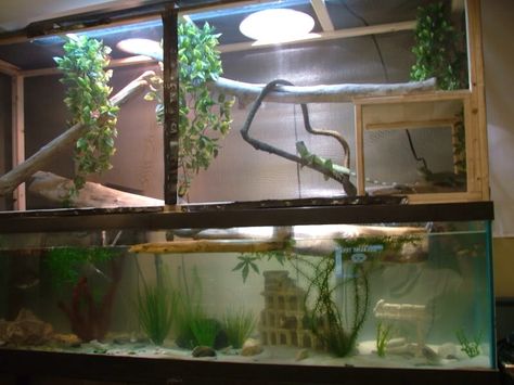 Chinese Water Dragon Enclosure Water Dragon Enclosure, Water Dragons, Hermit Crab Tank, Bearded Dragon Diy, Bearded Dragon Cage, Chinese Water Dragon, Enclosure Ideas, Baby Bearded Dragon, Bearded Dragon Care