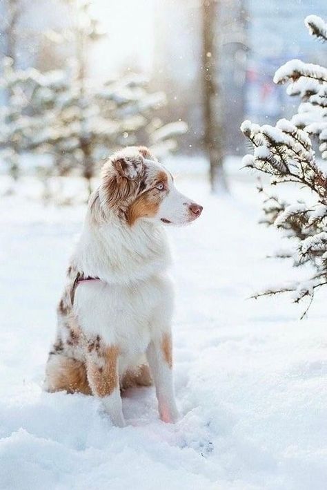 White Australian Shepherd, Rhyme Or Reason, Funny Dog Signs, Morning Frost, Shepherd Dog Breeds, Aussie Puppies, Aussie Dogs, Cute Animals Puppies, Very Cute Dogs