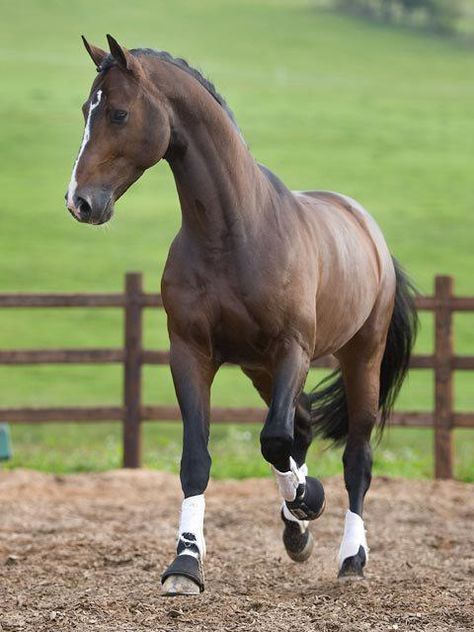 drool Horse Warmblood, Warmblood Horses, Majestic Horses, Beautiful Horse Pictures, Most Beautiful Horses, Dressage Horses, Dream Horse, Majestic Horse, Brown Horse