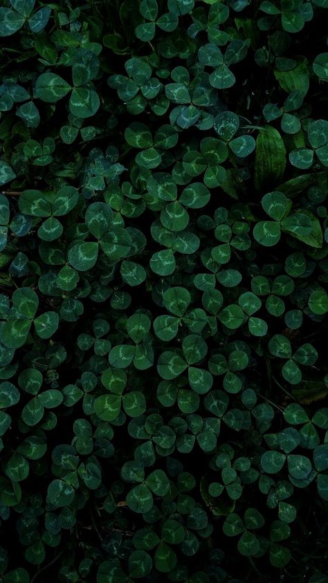 Celtic Aesthetic Wallpaper, Celtic Aesthetic, Dark Green Flowers, Clover Wallpaper, Amoled Wallpapers, Dark Green Aesthetic, Green Theme, Leaf Wallpaper, Green Wallpaper