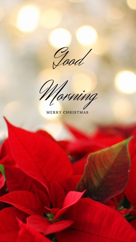 Good Morning Christmas Images, Good Morning Merry Christmas, Christmas Wishes Greetings, Christmas Greetings Quotes, Christmas Card Wishes, Christmas Wishes Quotes, Good Morning Christmas, Christmas Card Sayings, Merry Christmas Quotes