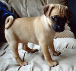 Jug puppy - Jack Russell x Pug...this looks just like my Marley Moo...she is the best dog!!! Do And Dont, Jug Dog, Cheap Dogs, Best Dog Food, Pug Puppies, Man And Dog, Pug Life, Dog Paws, Jack Russell