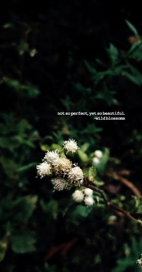 not so perfect, yet so beautiful.  #wildblossoms #quotes Flowers Photography Quotes, Aesthetic Quotes For Flowers, Asthetic Quote For Instagram Post Short, Plants Quotes Green, Beautiful View Quotes, Flowers Quotes Aesthetic, Snapchat Bio, Caption For Nature Beauty, Greenery Quotes