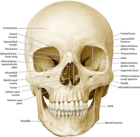 Facial bones and Neurocranium - frontal view Anatomy Of The Face, Human Skull Drawing, Skeletal System Anatomy, Anatomy Education, Human Skeleton Anatomy, Medical Drawings, Facial Bones, Skull Anatomy, Anatomy Bones