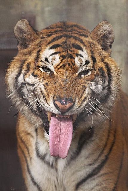 Explore uni_zoo photos on Flickr. uni_zoo has uploaded 196 photos to Flickr. Bengal Tiger, A Tiger, Close Up, Kiss