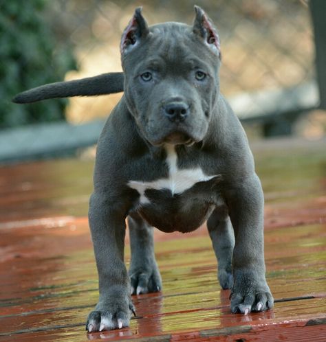 Lil ruby' blue extreme pocket bully puppie female Blue Pitbull Full Grown, Pocket Bully Puppies, Temperament Types, Pit Puppy, Female Pitbull, Bully Puppy, Bully Puppies, Tiny Dog Breeds, Pitbull Dogs