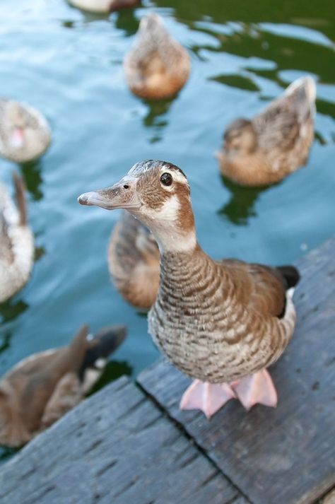 Duck Aesthetic, Cute Goose, Silly Goose, Pretty Animals, Small Animals, Cute Animal Photos, Cute Creatures, Sweet Animals, Animal Photo