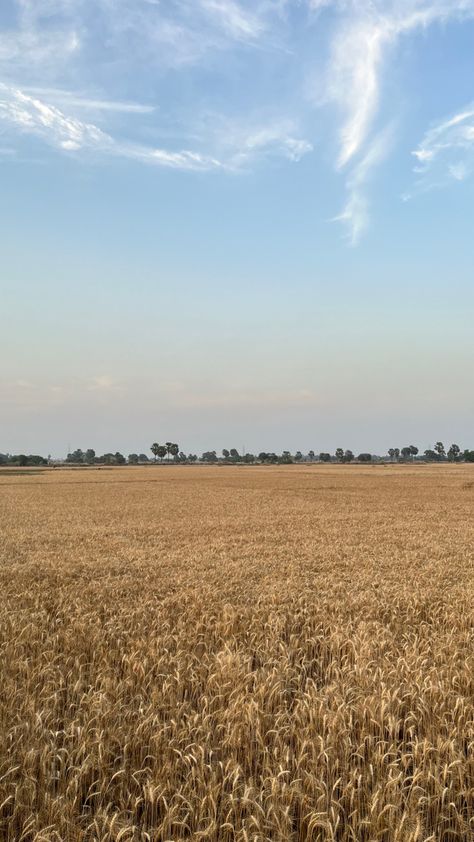 Wheat Field Aesthetic, Grain Field, Southern Life, Fields Of Gold, Wheat Field, Wheat Fields, Craftsmen Homes, Inspirational Quotes Pictures, Inner City