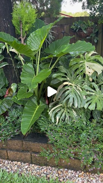 Alma on Instagram: "💚💚Garden Tour 💚💚 Unlike my Alocasia Garden, this spot is in full shade and south facing. It’s underneath two tall trees so the plants are protected from harsh sun and wind. I had Silver Plump Bromeliads here in the past but they never did well so in 2022 I decided to replace everything with just shade loving plants. Since then, Ive had a few plants that died, replaced, some are transplanted somewhere else AND added a few more in (yeeess…it’s all about trials and errors! 😅) #almysplantville #shadelovingplants #aroidgarden #junglegarden #monsteralovers #philodendronlovers #gardenofinstagram #houseplants #fullshadegarden #gardenhistory #backyardgarden #inmygarden" Outdoor Plants Full Sun, Tropical Plants Outdoor Full Sun, Shade Loving Plants, Beautiful Home Gardens, Jungle Gardens, Tall Trees, Garden Tours, Planting Vegetables, Shade Garden