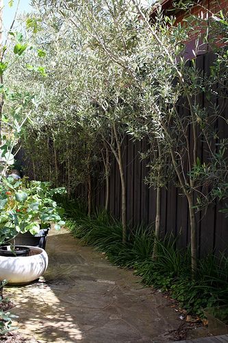 Olive Trees Along Fence, Underplanting Olive Trees, Olive Tree Along Fence, Olive Tree Fence Line, Olive Tree Hedge Fence, Olive Tree Screening, Olive Tree Hedge, Olive Hedge, Mum Garden