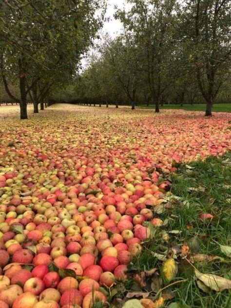 An Ireland Apple Orchard After Hurricane Ophelia Apple Garden, Apple Orchard, Fruit Garden, Cool Pictures Of Nature, Apple Tree, Fruit Trees, Farm Life, Amazing Nature, Nature Pictures