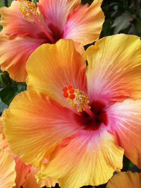 Hibis-kiss. Love these colors! Gardening Inspiration, Hibiscus Plant, Nothing But Flowers, Flower Therapy, Garden Oasis, Pretty Plants, Beautiful Flowers Pictures, Summer Wallpaper, In Full Bloom