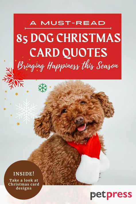 Christmas Quotes Dogs, Dog Holiday Quotes, Dog Christmas Card Sayings, Funny Christmas Cards With Dogs, Dog Christmas Captions, Christmas Dog Sayings, Dog Holiday Card, Christmas Card Wishes Quotes, Dog Christmas Quotes