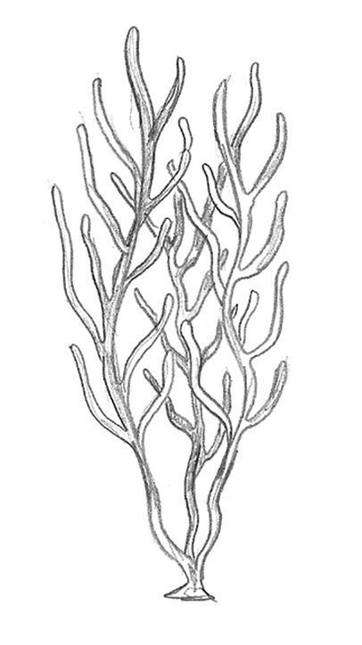 Sea Life Doodles, Drawing Underwater, Under The Sea Drawings, Coral Reef Drawing, Reef Painting, Sea Life Tattoos, Seahorse Drawing, Coral Drawing, Water Sketch