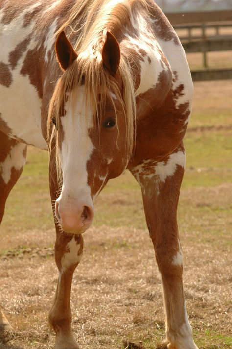 this was a beautiful paint horse that looks exactly like hildago. Cheval Pie, American Paint Horse, Paint Horses, Pinto Horse, Paint Horse, American Paint, Quarter Horses, Orange Paint, Most Beautiful Animals