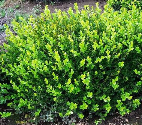 (1) Hedges - Garden View Landscape, Nursery and Pools Baby Gem Boxwood, Gem Boxwood, Winter Gem Boxwood, Green Velvet Boxwood, Boxwood Landscaping, Winter Shrubs, Boxwood Garden, Boxwood Plant, Front Garden Design