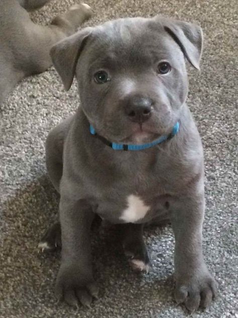 Pretty Pitbulls, English Staffy Puppies, Blue English Staffy, Staffordshire Bull Terrier Puppy, English Staffordshire Terrier, Staffy Bull Terrier, Bull Terrier Puppies, Staffordshire Bull Terrier Puppies, Pittie Puppies