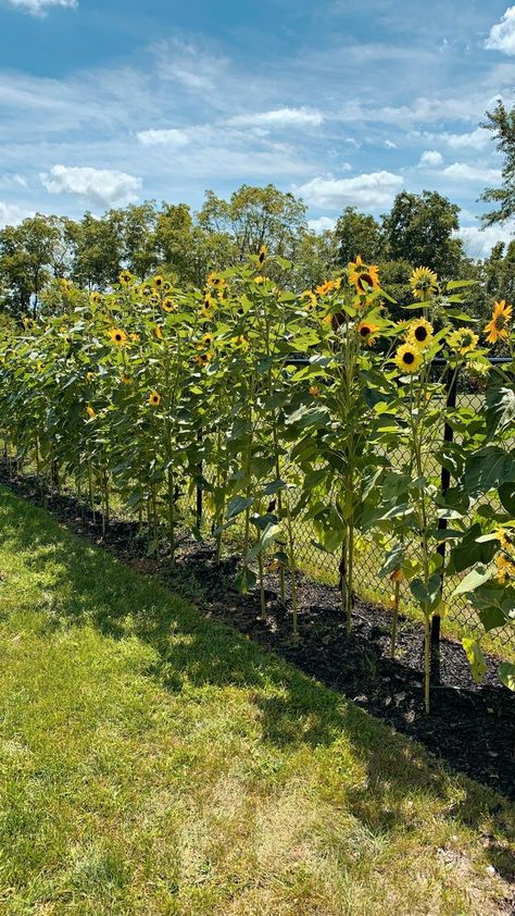 Will you be growing a sunflower fence this summer?🌻 #gardenideas #sunflowers | Sabrina Pougnet | Sunflower House Garden, Sunflower Garden Bed, Sunflower Fence Line, Sunflower Privacy Fence, Sunflowers Along Fence, Sunflower Hedge, Sunflower Garden Backyard, Backyard Sunflowers, Sunflower Landscaping