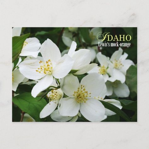 Idaho State Flower: Lewis's mock-orange Postcard  Zazzle Idaho State Flower, Grace Tattoos, Mock Orange, Idaho State, Bloom Blossom, Hair Stylist Business, Needful Things, Postcard Size, Idaho