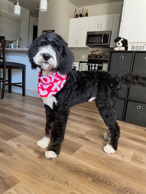 At Berdoodle, Groomed Sheepadoodle, Bernadoodle Short Haircut, Borderdoodle Haircuts, Bordoodle Haircut, Shaved Bernedoodle, Sheepadoodle Summer Haircut, Short Bernedoodle Haircut, Bernedoodle Haircut Styles Short