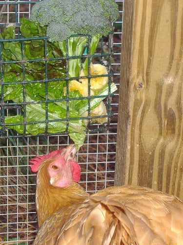 The Best Treats for Backyard Chickens Happy Chickens, Best Treats, Chicken Treats, Keeping Chickens, Chicken Lady, Mini Farm, Chicken Feed, Chickens And Roosters, Backyard Farming