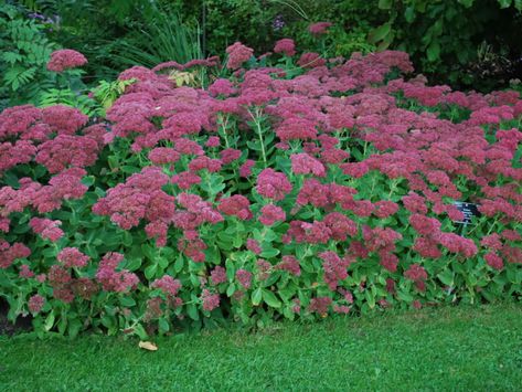 Hylotelephium spectabile ‘Brilliant’ Shade Perennial Garden, Part Shade Perennials, Dog Friendly Plants, Sedum Plant, Long Blooming Perennials, Drought Resistant Plants, Sun Perennials, Shade Perennials, Garden Planner