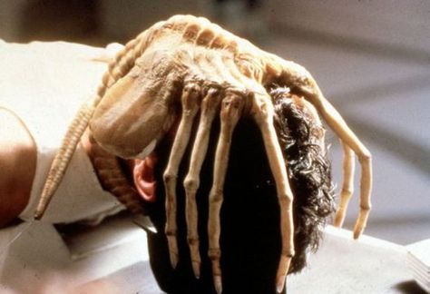 Face hugger Alien Ridley Scott, Face Hugger, Conquest Of Paradise, Alien Photos, Alien 1979, Alien Face, Pet Sematary, Sigourney Weaver, Aliens Movie