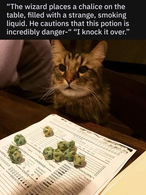 D D Funny, Dnd Memes, Dungeons And Dragons Memes, Dnd Funny, Dragon Memes, D&d Dungeons And Dragons, Silly Jokes, Funny Animal Memes, Grumpy Cat