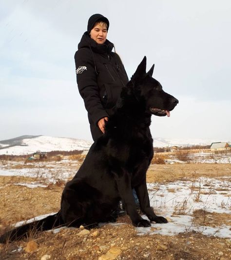 Long Haired Black German Shepherd, Black Shepherd German, Scary German Shepherd, Black Gsd, German Shepherd Black, Black Shepherd, Black German Shepherd Dog, German Sheperd Dogs, Dog Running