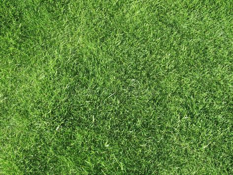 Grass. Field of freshly cut green grass , #Sponsored, #freshly, #Field, #Grass, #grass, #green #ad Grass Texture Seamless, Fescue Grass Seed, Tall Fescue Grass, Fescue Grass, Tall Fescue, Green Grass Background, Grass Background, View From Above, Flower Texture