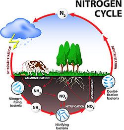 Nitrogen Cycle Examples Nutrient Cycle, Cycle Drawing, Nitrogen Fixation, Nitrogen Cycle, Carbon Cycle, Tree Diagram, Dibujo Simple, Environmental Studies, Biology Notes