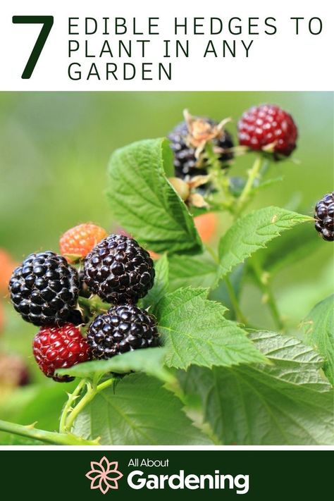 Fruit Bearing Plants, Edible Privacy Hedge, Edible Hedge Plants, Edible Landscaping Front Yard, Edible Hedge, Front Yard Hedges, Cape Cod Landscaping, Backyard Homestead, Hedge Plants