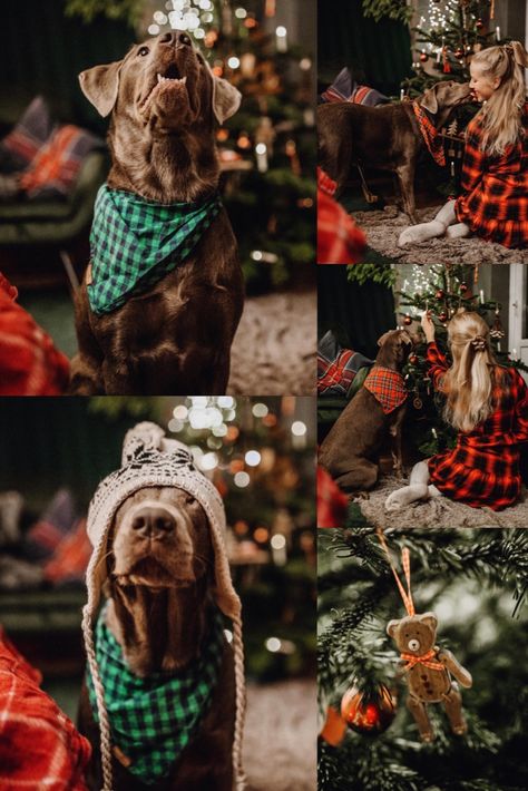 Christmas Pic With Dog, Christmas Card With Dog Single, Christmas Photoshoot Dog Family Pictures, Christmas Card Picture Ideas With Dog, Family Christmas Cards Photo Ideas With Dogs, Christmas Card Photo With Dog, Dogs Christmas Pictures, Dog Photography Christmas, Christmas Photos Dogs