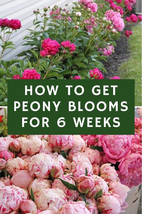 How To Support Peonies, Peony Flower Types, Peonies And Roses Garden, Peony Landscaping Garden Design, Peony Flower Bed Garden Ideas, Peony Care After Bloom, Companion Plants For Peonies, Peony And Rose Garden, Peony And Hydrangeas Garden