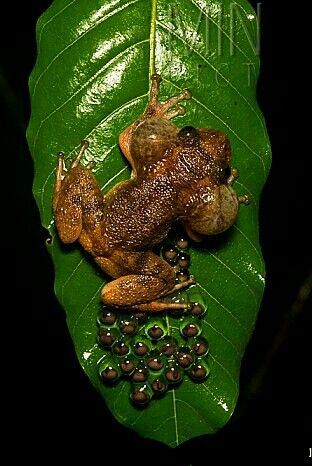 Frog Yawn, Frogs Doing Human Things, Frog Egg, Frog On A Leaf, African Frogs, Frog Pics, Frog Eggs, African Rain Frog, Amazing Frog