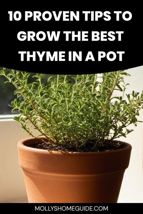 Discover the secrets of successfully growing thyme in a pot with this helpful guide. Learn how to provide the ideal conditions for your thyme plant to thrive and yield abundant harvests. Whether you're a seasoned gardener or just starting out, these expert tips will ensure your potted thyme plant flourishes all year round. From proper watering techniques to choosing the right soil mix, you'll find everything you need to know about cultivating healthy and fragrant thyme right at home. How To Grow Thyme, Grow Thyme, Growing Thyme, Thyme Plant, Creeping Thyme, Backyard Vegetable Gardens, Overwintering, Vegetable Gardens, Container Gardens